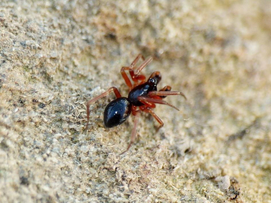 Coppia di Linyphiidae Erigoninae - Tolfa (RM)